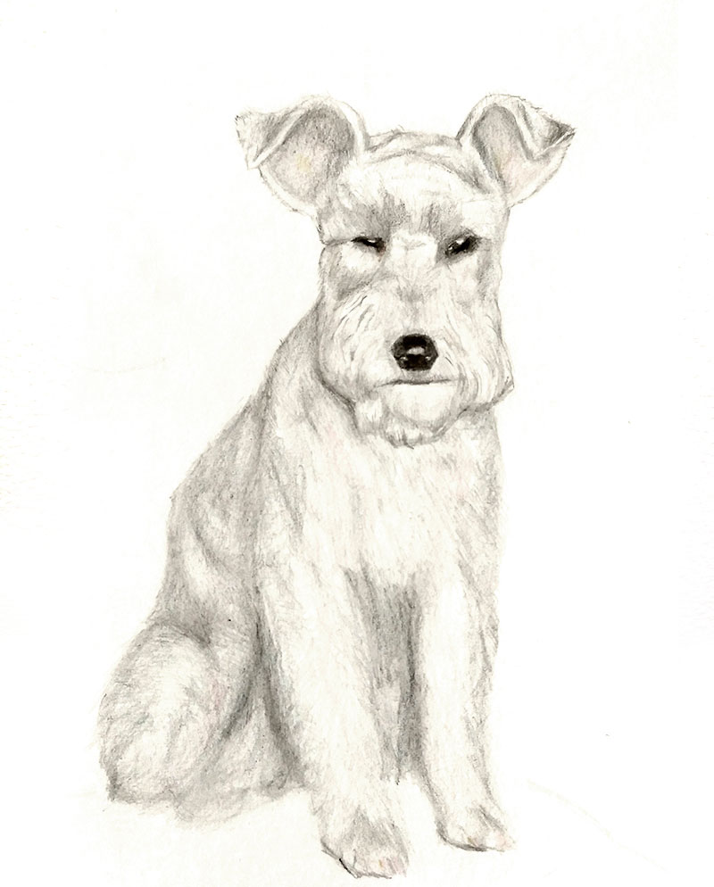Dibujo de mascota