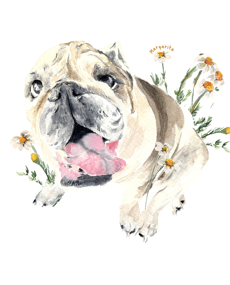 Dibujo de mascota